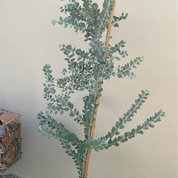 Acacia podalyriifolia, Pearl Acacia 5 gallon