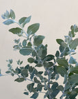 Acacia podalyriifolia, Pearl Acacia foliage