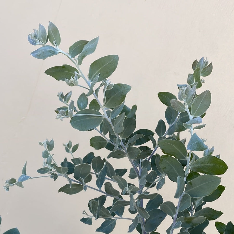 Acacia podalyriifolia, Pearl Acacia foliage