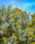 Acacia podalyriifolia, Pearl Acacia
