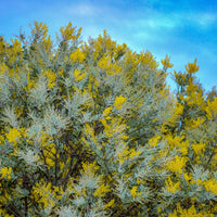 Acacia podalyriifolia, Pearl Acacia