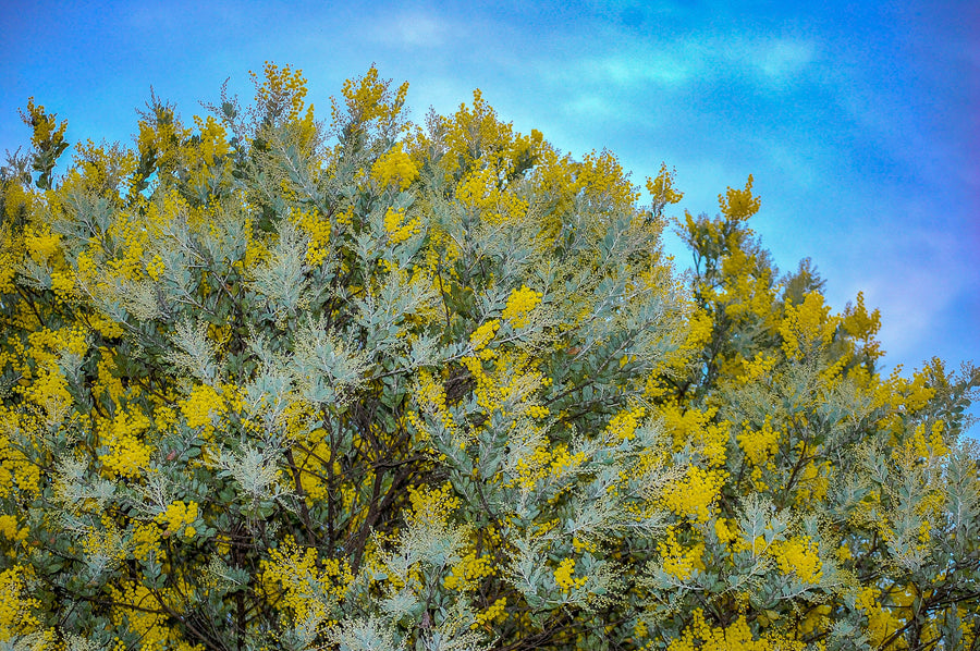 Acacia podalyriifolia, Pearl Acacia