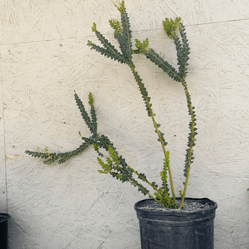 Acacia pravissima, Oven's Wattle 5 Gallon