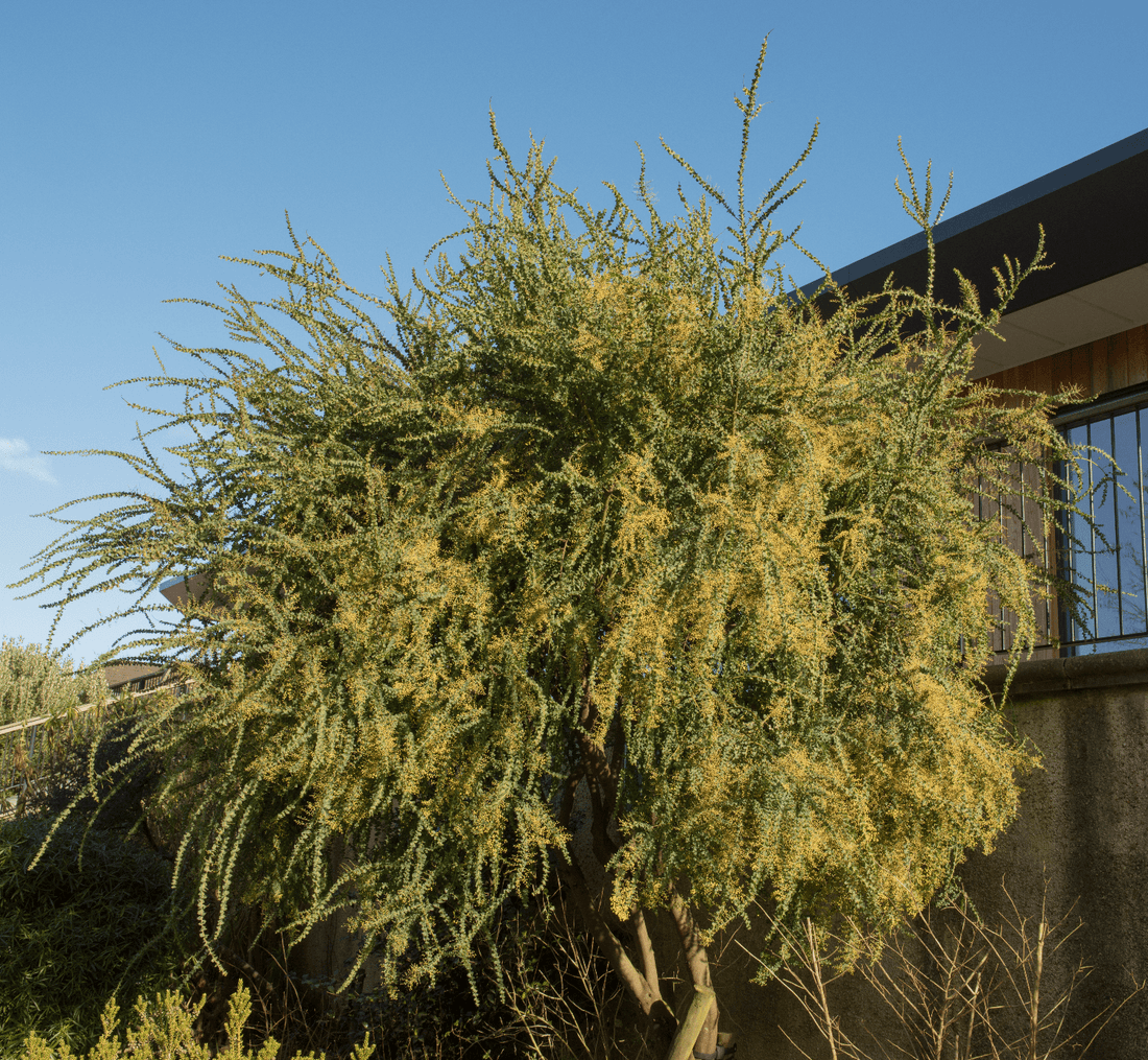 Acacia pravissima, Oven's Wattle Mature