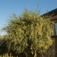 Acacia pravissima, Oven's Wattle Mature