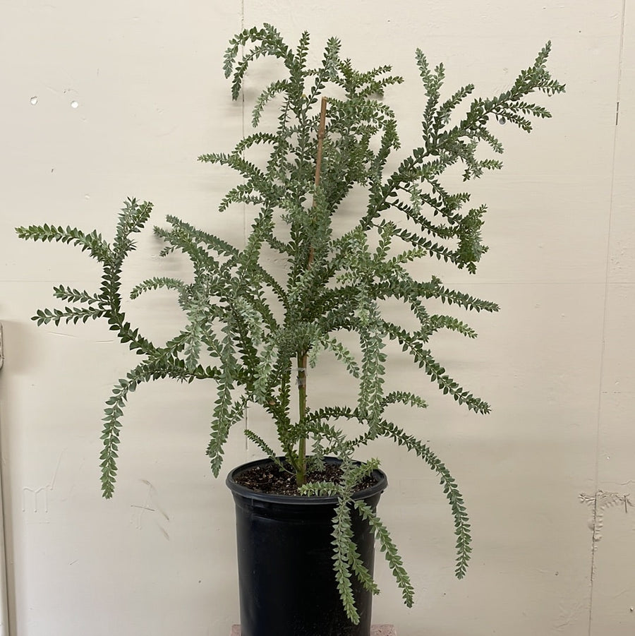 acacia house plant Acacia vestita, Hairy Wattle