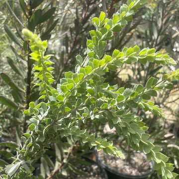 Acacia vestita, Hairy Wattle foliage