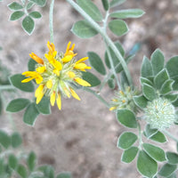 Acmispon argophyllus var. argenteus, Channel Islands Silver Lotus flower