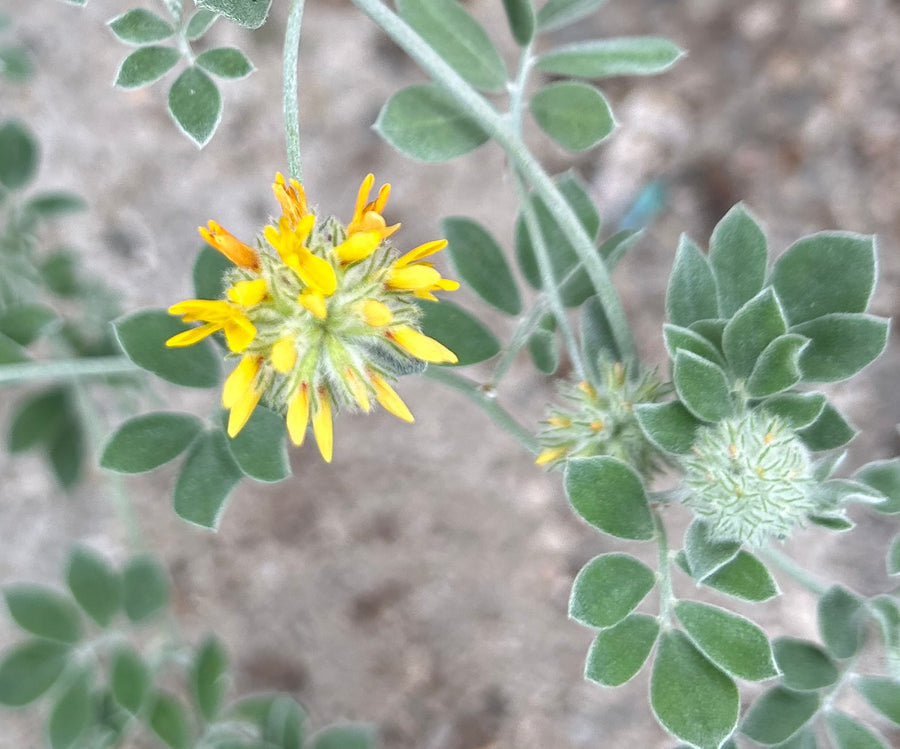 Acmispon argophyllus var. argenteus, Channel Islands Silver Lotus flower