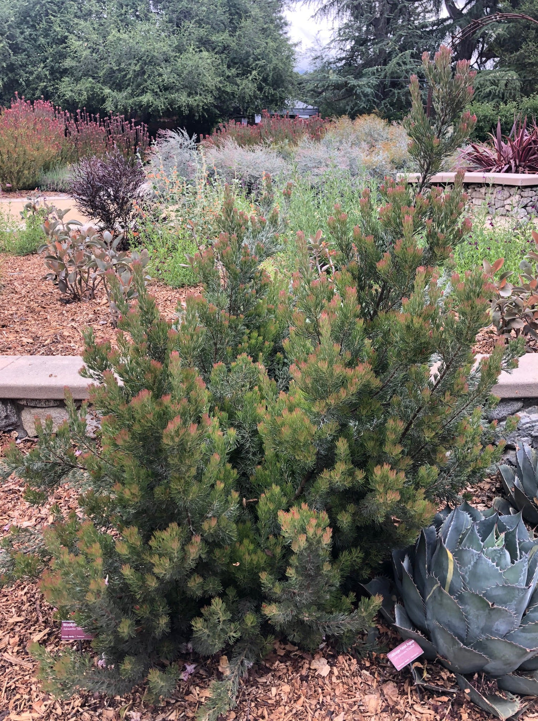 Adenanthos 'Silver Haze' , Silver Haze Woolly bush