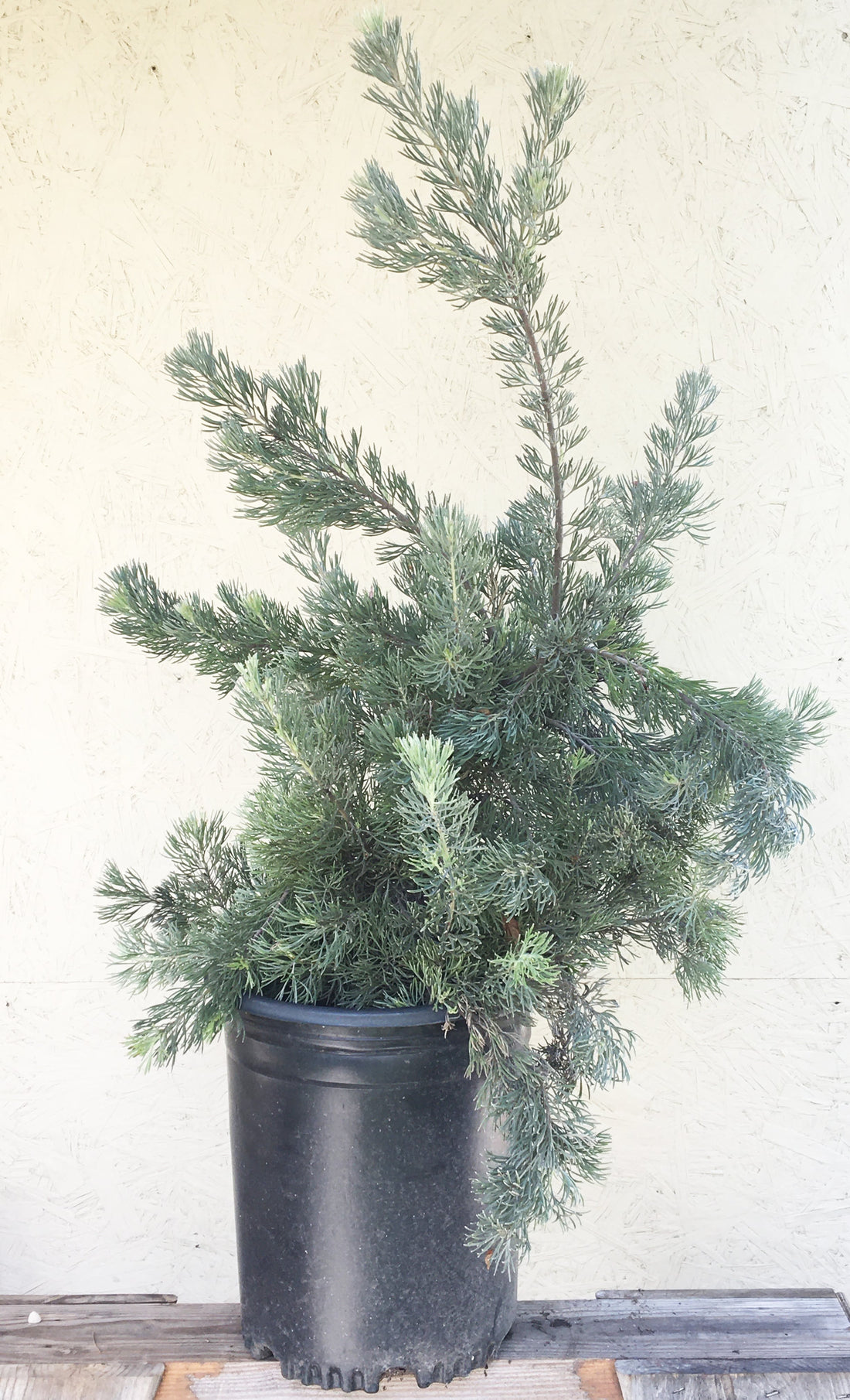 Adenanthos drummondii, Albany woolly bush 5 Gallon