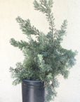 Adenanthos drummondii, Albany woolly bush 5 Gallon