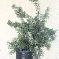 Adenanthos drummondii, Albany woolly bush 5 Gallon