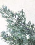 Adenanthos drummondii, Albany woolly bush foliage