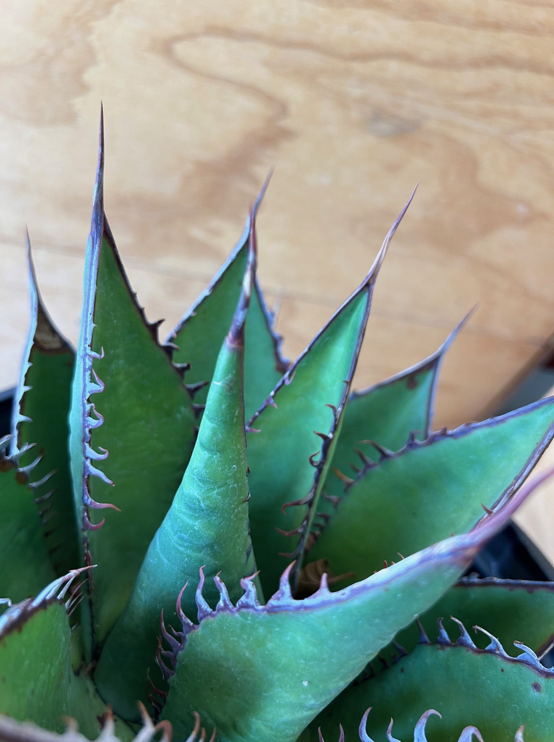 Agave shawii, Shaw's Agave