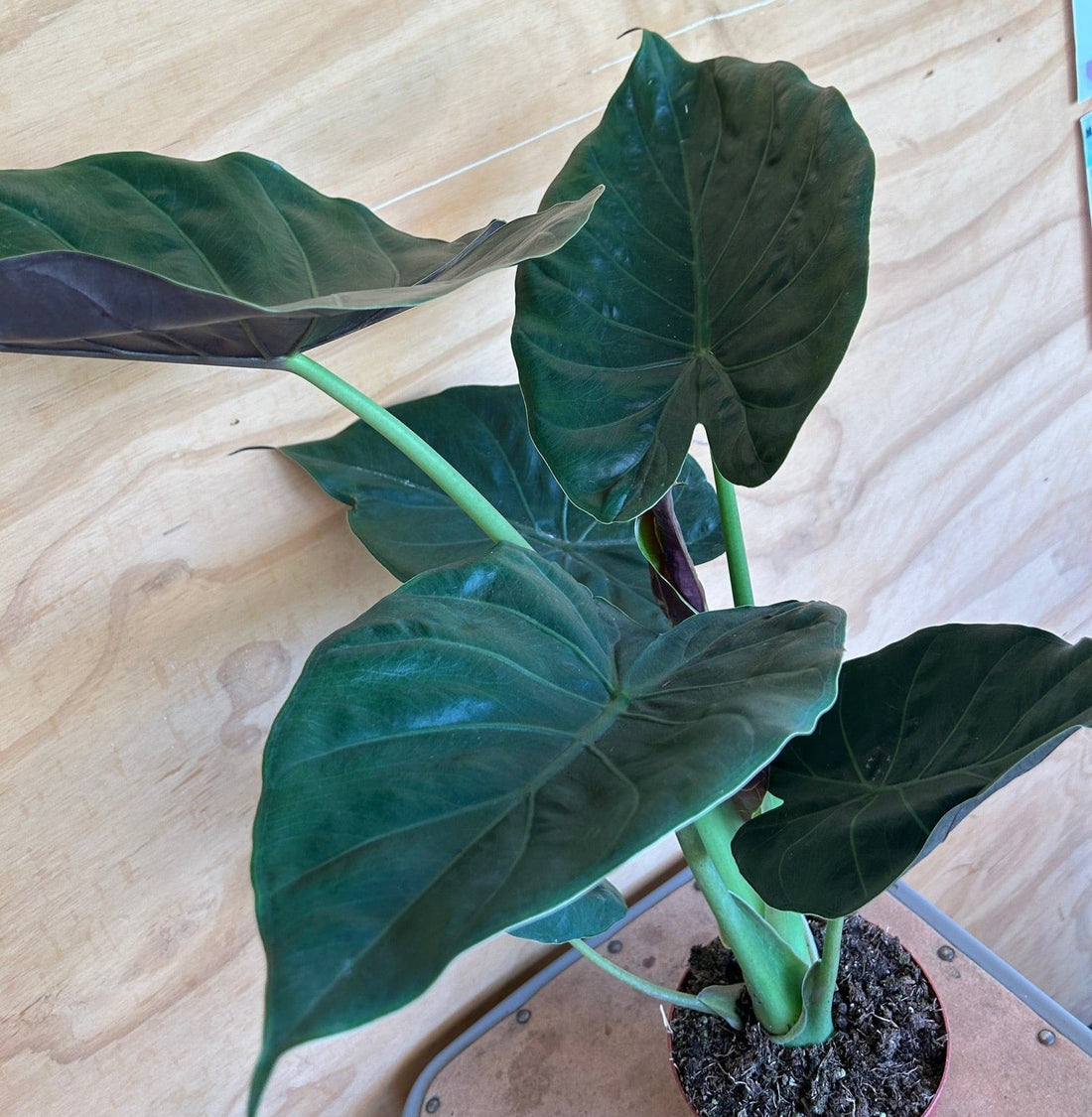 Alocasia Wentii foliage