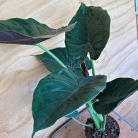 Alocasia Wentii foliage