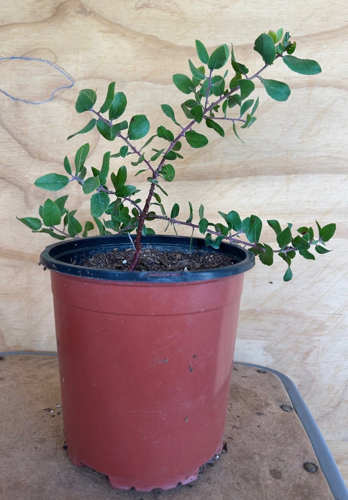 Arctostaphylos 'Sunset', Sunset Manzanita – Plant Material