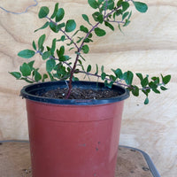 Arctostaphylos 'Sunset', Sunset Manzanita 1 Gallon