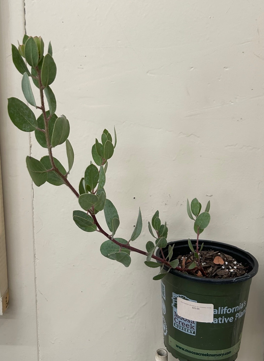 Arctostaphylos glandulosa ssp crassifiolia, Del Mar Manzanita