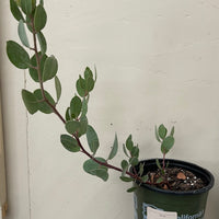 Arctostaphylos glandulosa ssp crassifiolia, Del Mar Manzanita