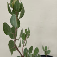 Arctostaphylos glandulosa ssp crassifiolia, Del Mar Manzanita foliage