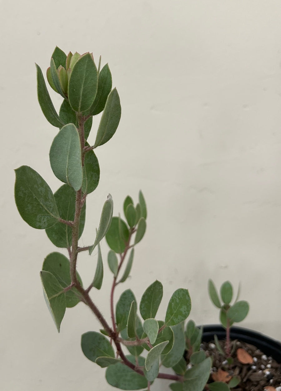 Arctostaphylos glandulosa ssp crassifiolia, Del Mar Manzanita foliage