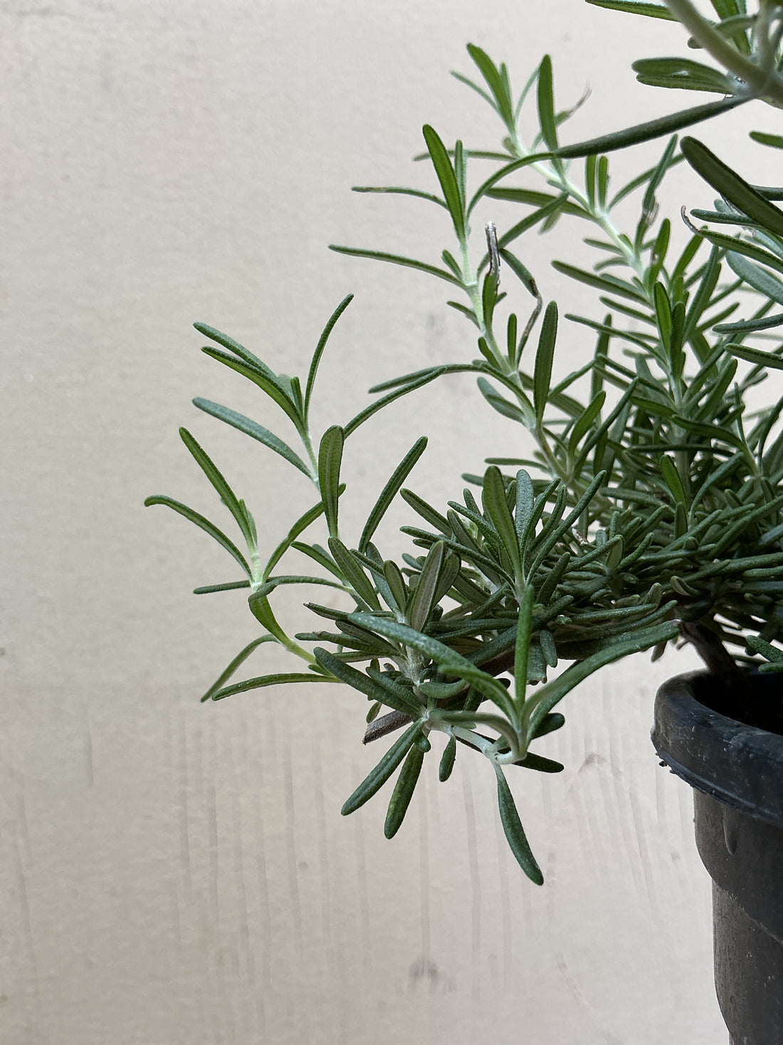 Rosmarinus officinalis 'Huntington Carpet'