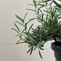 Rosmarinus officinalis 'Huntington Carpet'