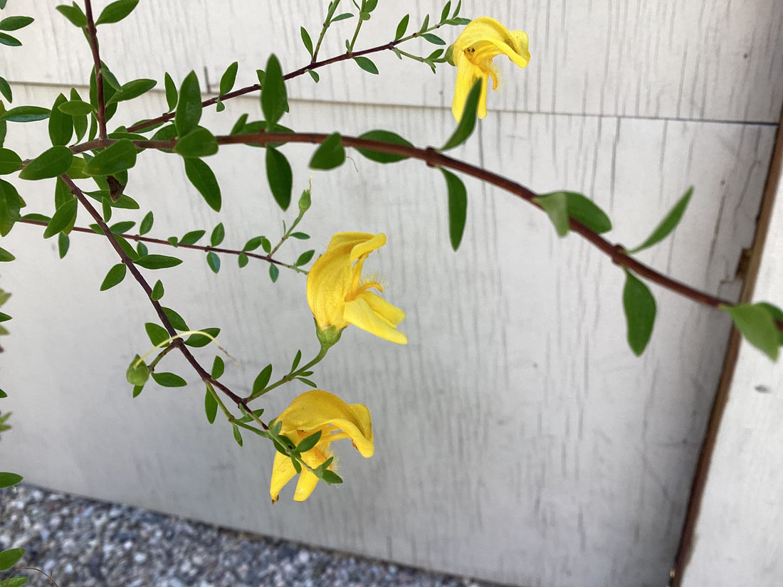 Keckiella antirrhinoides, Yellow Bush penstemon