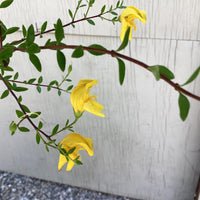 Keckiella antirrhinoides, Yellow Bush penstemon