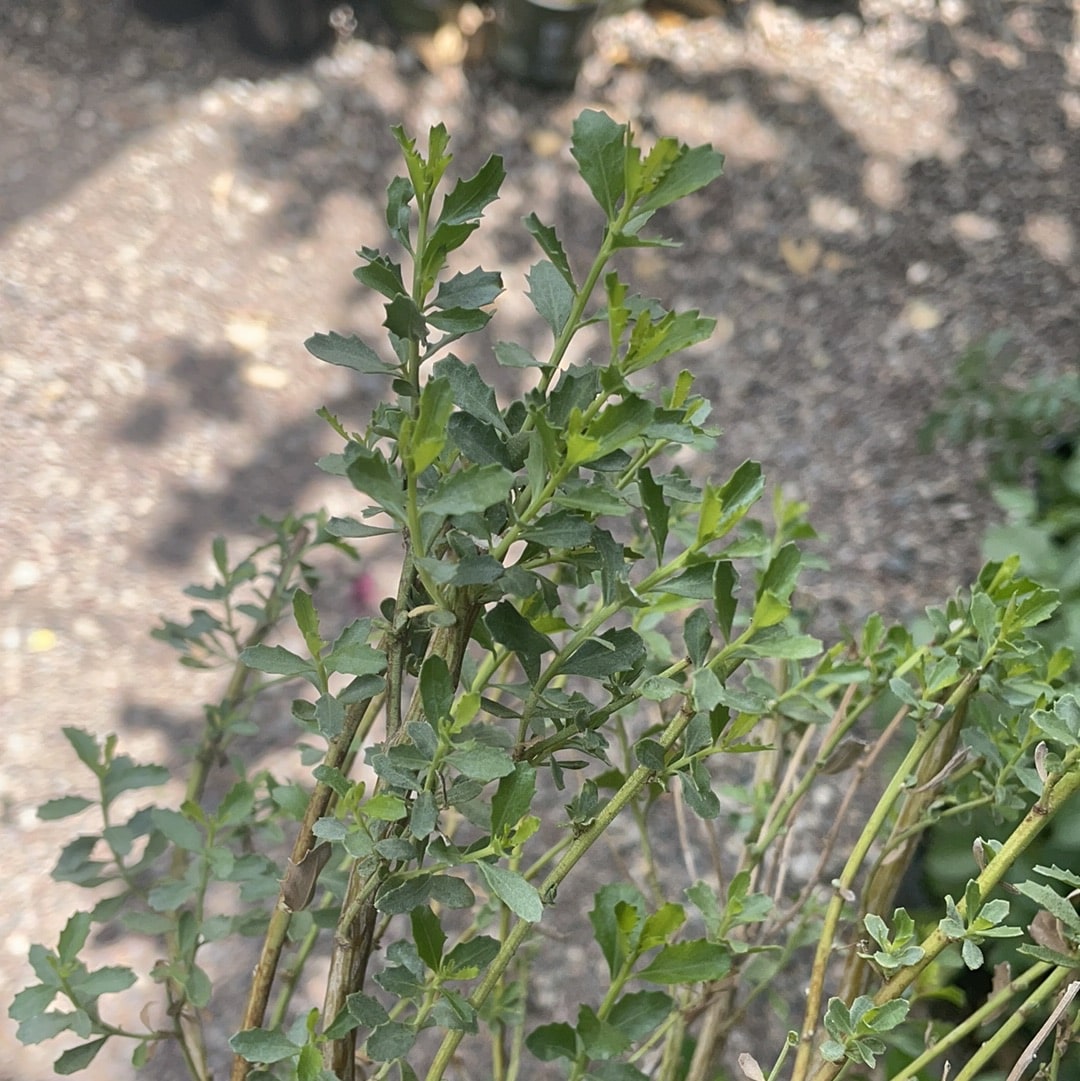 Baccharis pilularis var. consanguinea foliage