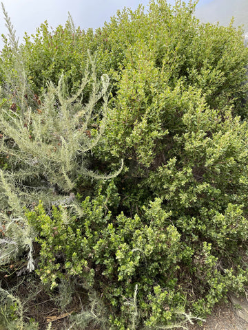 Baccharis pilularis var. consanguinea + artemisia californica 