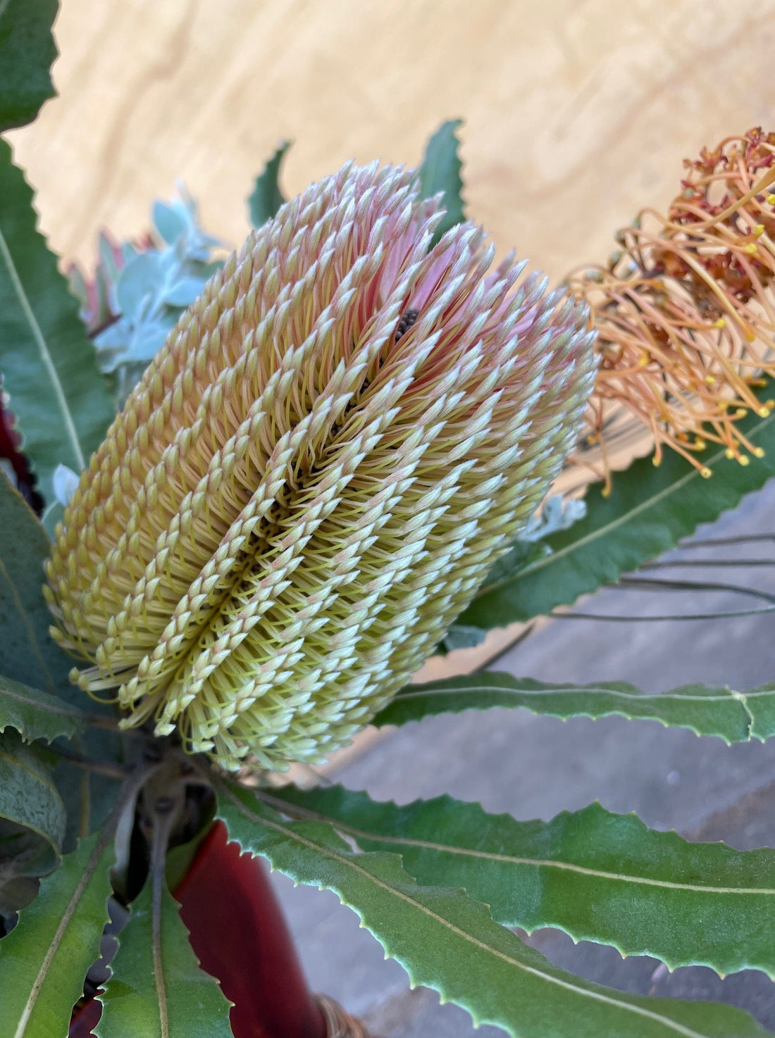 Banksia Integrifolia, Coast banksia flower