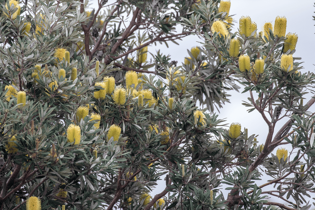 Banksia Integrifolia, Coast banksia mature