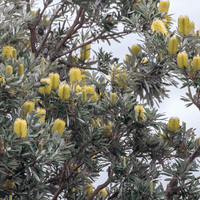 Banksia Integrifolia, Coast banksia mature