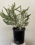 Banksia ashbyi, Ashby's Banksia 5 gallon