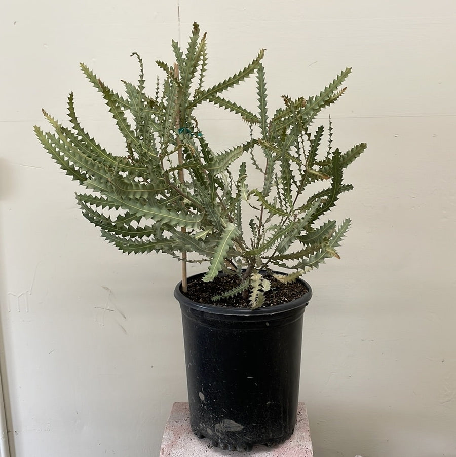 Banksia ashbyi, Ashby's Banksia 5 gallon