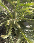 Banksia ashbyi, Ashby's Banksia foliage