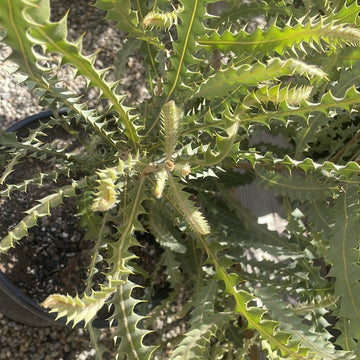 Banksia ashbyi, Ashby's Banksia foliage