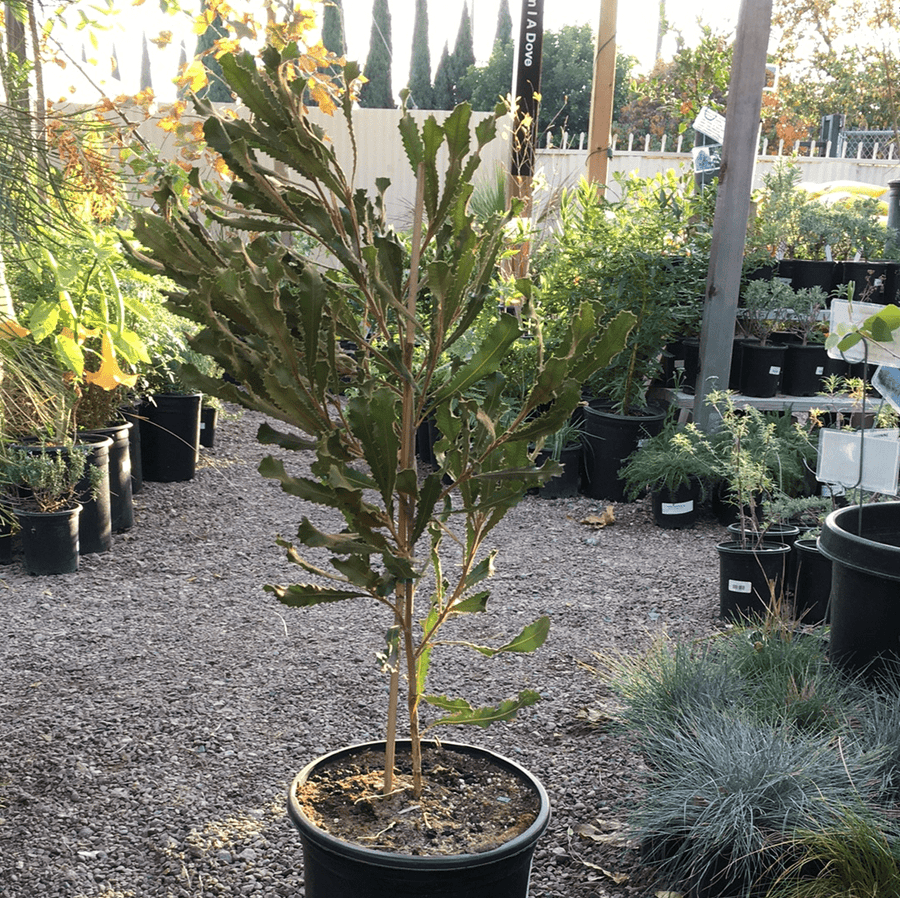 Banksia caleyi 5 gallon