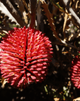 Banksia caleyi flowers