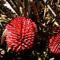 Banksia caleyi flowers