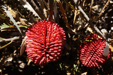 Banksia caleyi flowers