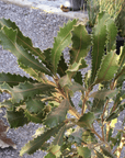 Banksia caleyi foliage