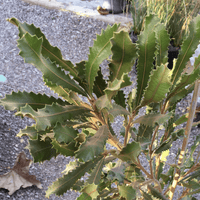 Banksia caleyi foliage