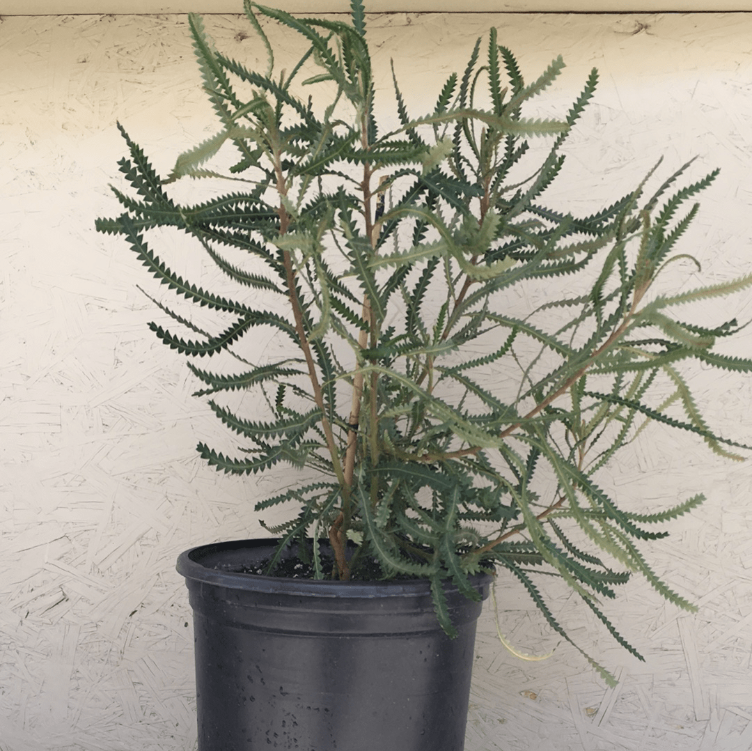 Banksia hookeriana, Hookers banksia 5 gallon