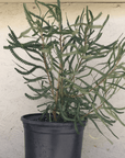 Banksia hookeriana, Hookers banksia 5 gallon