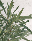 Banksia hookeriana, Hookers banksia foliage