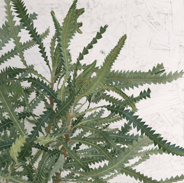 Banksia hookeriana, Hookers banksia foliage